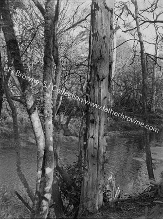 ROOSTS OF TREE-CREEPER